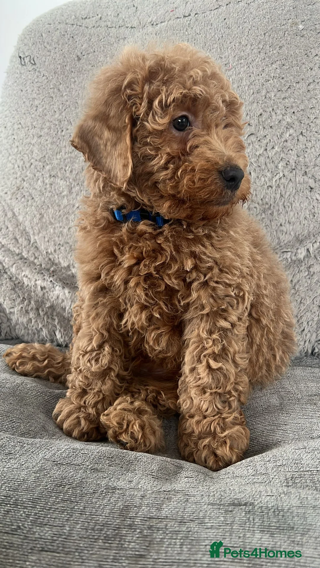Cavapoo dogs for sale: Beautiful cavapoos for new homes - Advert 4