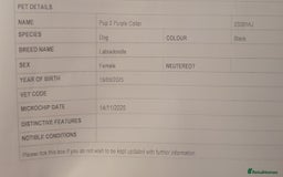 Labradoodle dogs for sale: ☆Ready to leave☆ CHUNKY PUPPIES ☆ - Advert 32