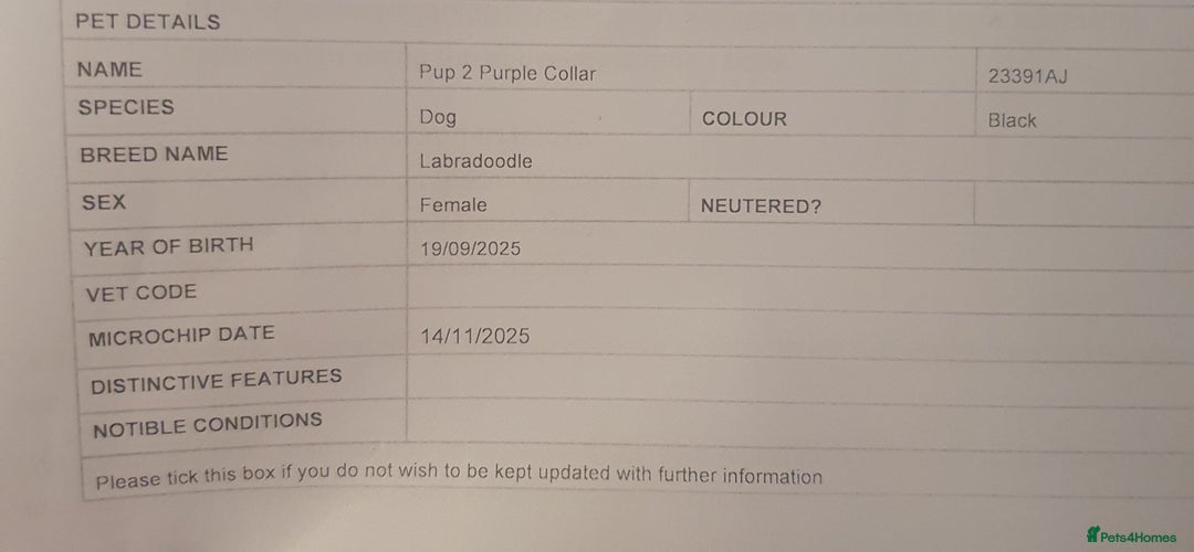 Labradoodle dogs for sale: ☆Ready to leave☆ CHUNKY PUPPIES ☆ - Advert 32