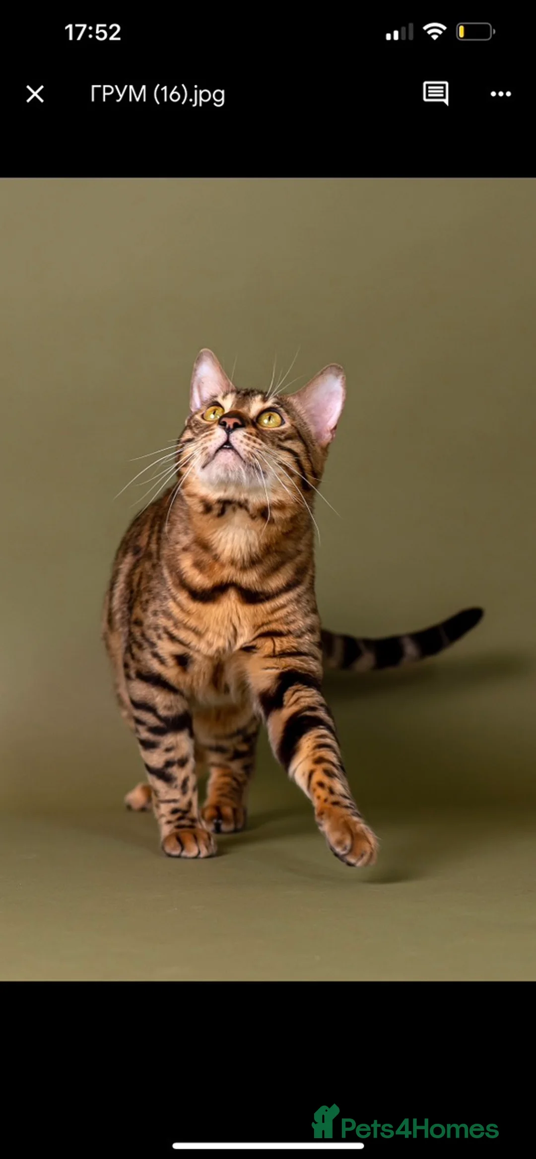 Bengal cats for stud: Stud cat Tica actives 5 generations pedigree  in Barnsley - Advert 28