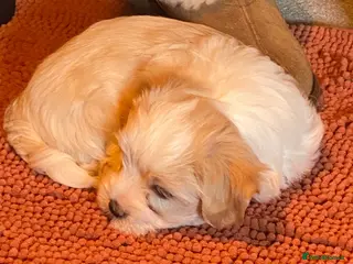 Havanese dogs Gorgeous Havanese Puppies - Advert 3