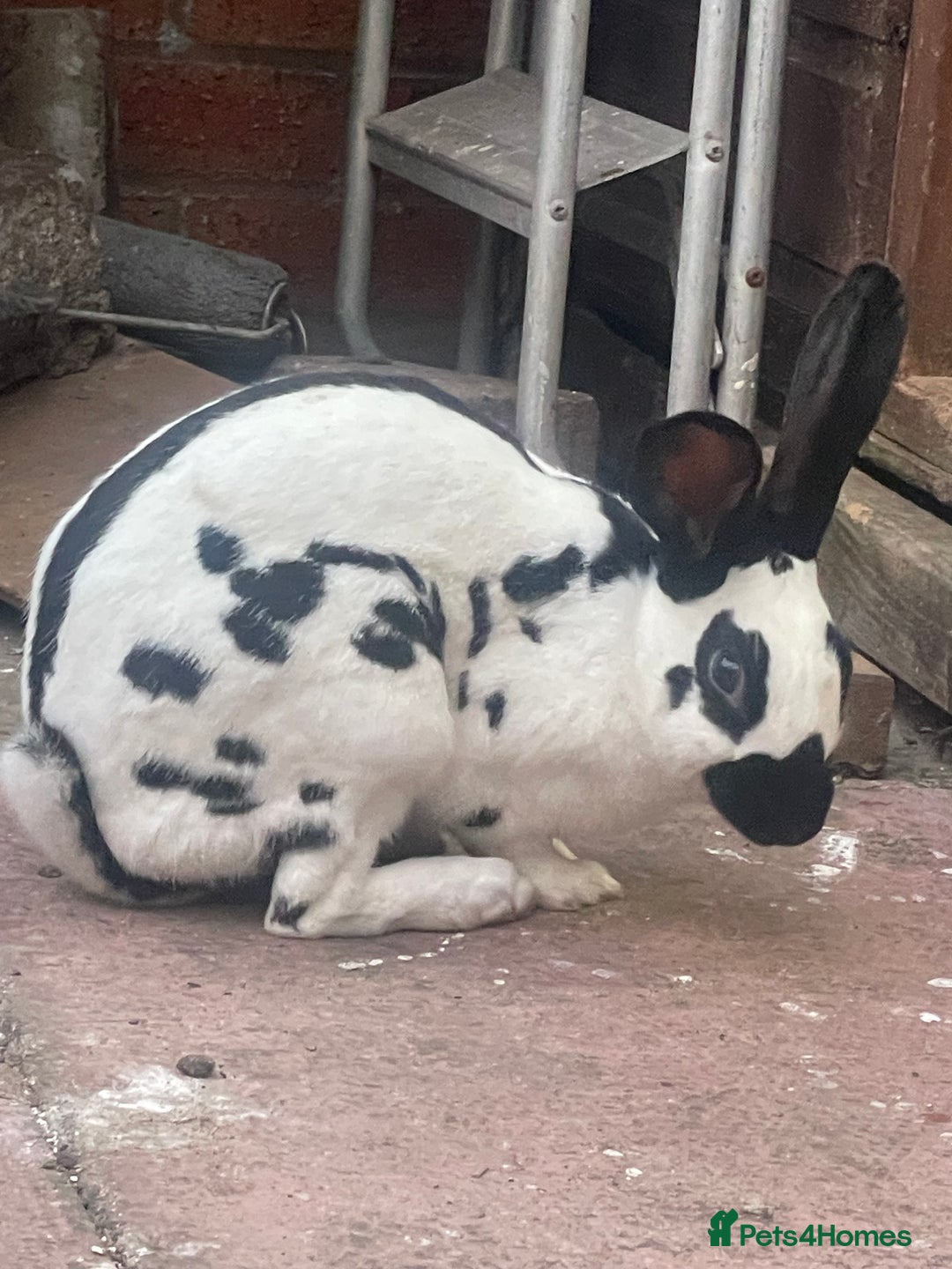 English rabbits for sale: Pair of Rabbits  - Image 2