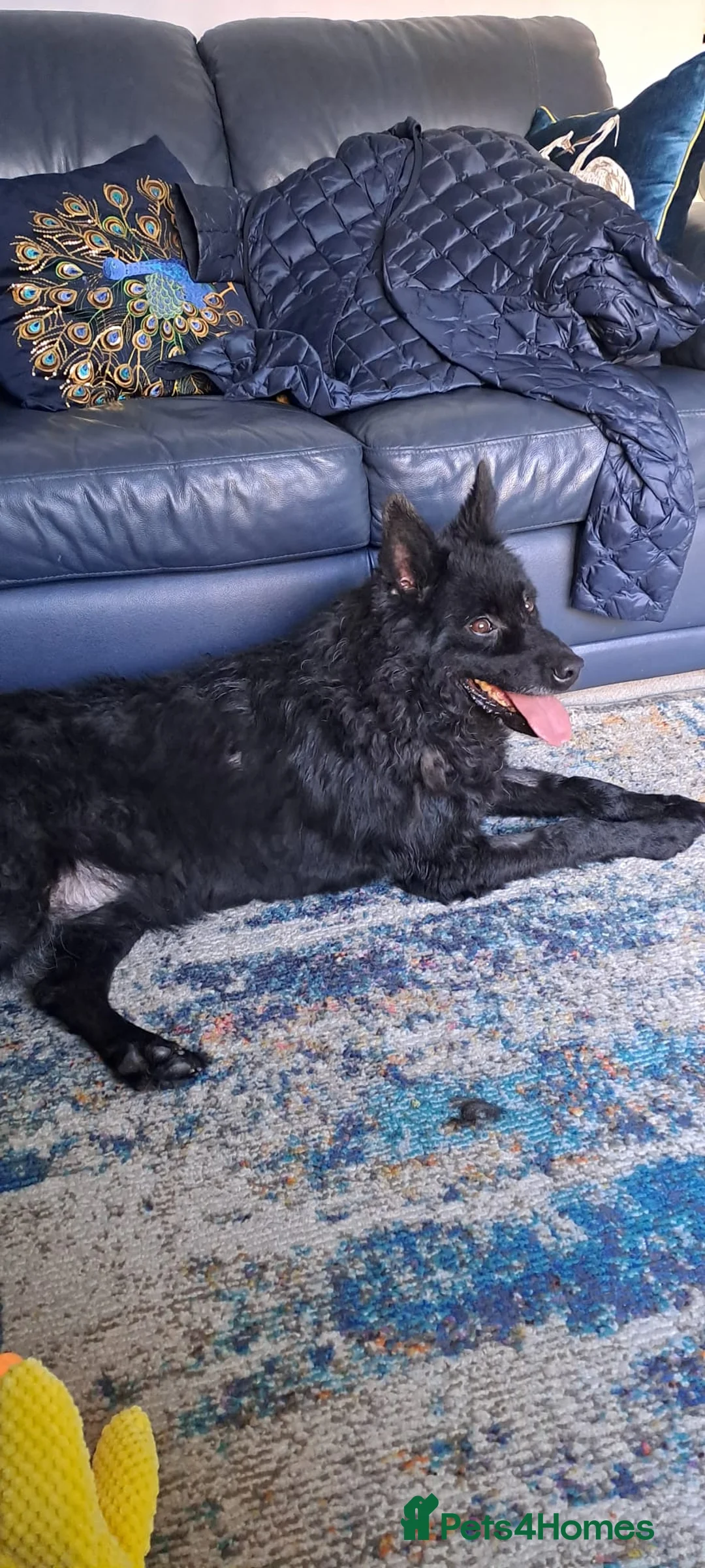 Mixed Breed dogs for adoption: Meet Handsome Jensen - Advert 2