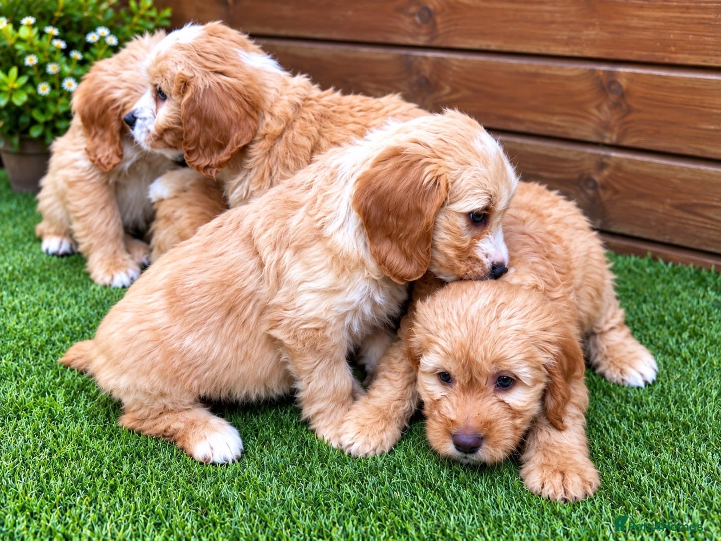 Cockapoo dogs Beautiful Cockerpoo Puppies  🐾 - Advert 18