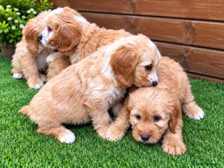 Cockapoo dogs Beautiful Cockerpoo Puppies 🐾 - Advert 18