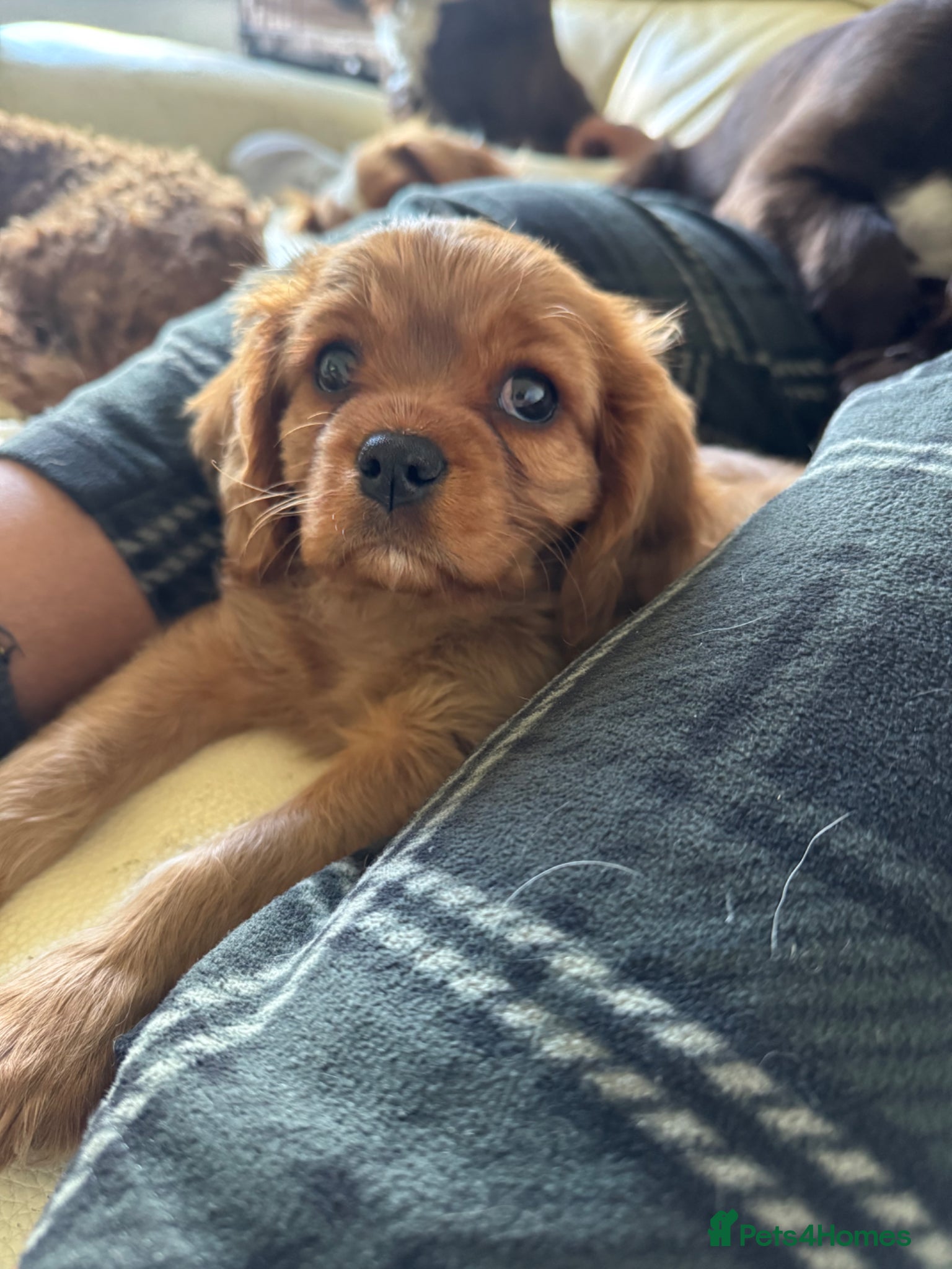 Cavalier King Charles Spaniel dogs ONE LEFT ✨ Beautiful King Charles Cavalier Puppy - Advert 5