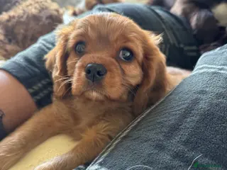Cavalier King Charles Spaniel dogs ONE LEFT ✨ Beautiful King Charles Cavalier Puppy - Advert 5