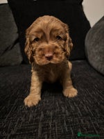 Cocker Spaniel dogs - Advert 2