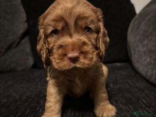 Cocker Spaniel dogs - Advert 28