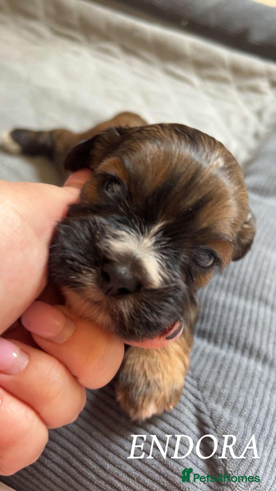 Cava Tzu Puppy 5