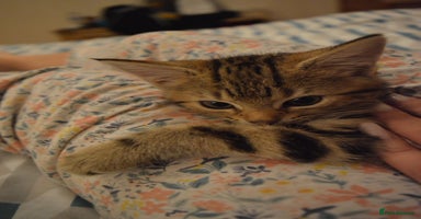 European cats - Advert 10