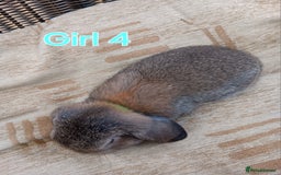 Mini Lop rabbits for sale: Three Beautiful Mini Lop Bunnies Left - Image 12