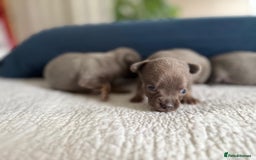 Chihuahua dogs for sale: Best quality Pedigree Puppies KC  - Image 14