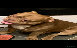 American Bully dogs for sale: Micro / pocket bully’s  - Image 6
