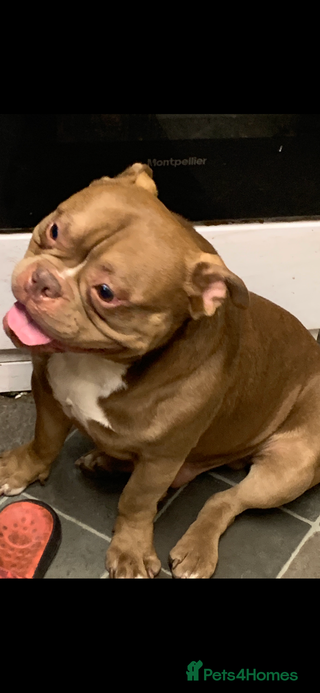 American Bully dogs for sale: Micro / pocket bully’s  - Image 6