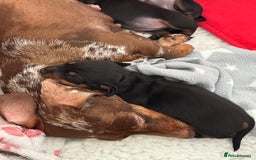 Miniature Dachshund dogs for sale: MINIATURE DACHSHUNDS  - Image 8