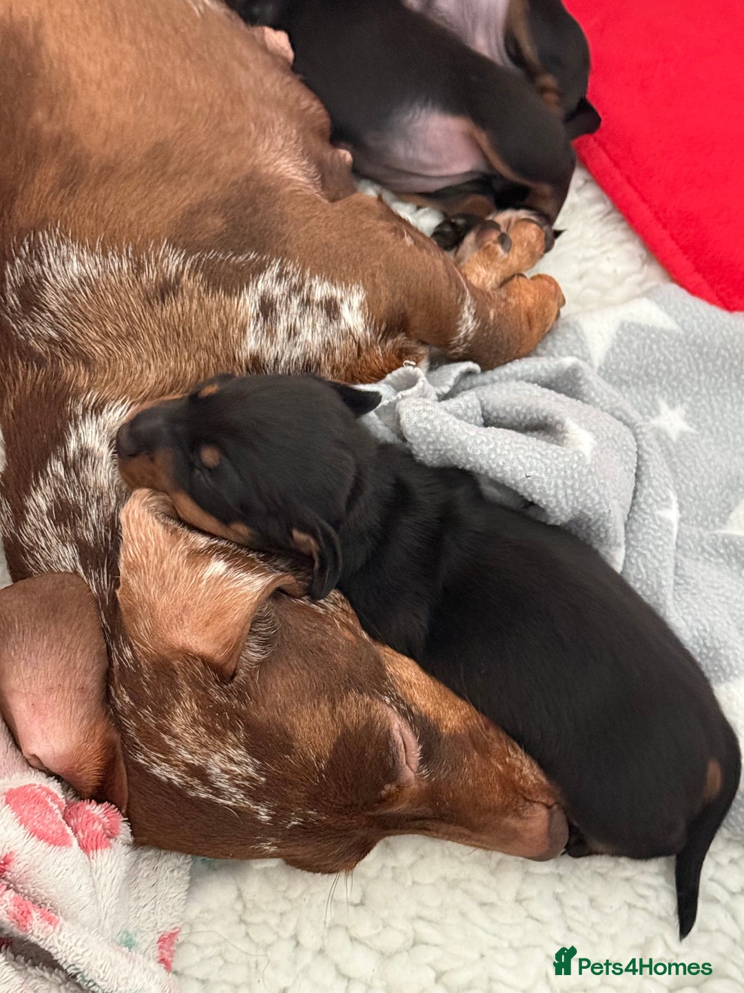 Miniature Dachshund dogs for sale: MINIATURE DACHSHUNDS  - Image 8