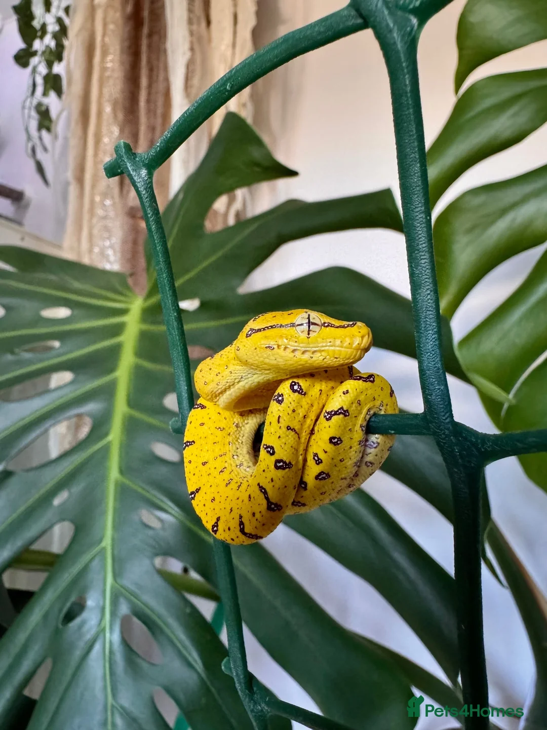 Python Snake reptiles for sale: Baby Green Tree Pythons (Aru x Manokwari)  in South Ockendon - Advert 1