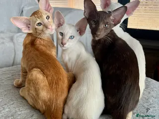 Oriental cats Exclusive Pedigree Modern Shape Orientals GCCF - Advert 2