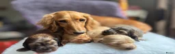 Miniature Dachshund dogs for sale: ⚜️longhaired miniature cream dachshunds⚜️ - Advert 16