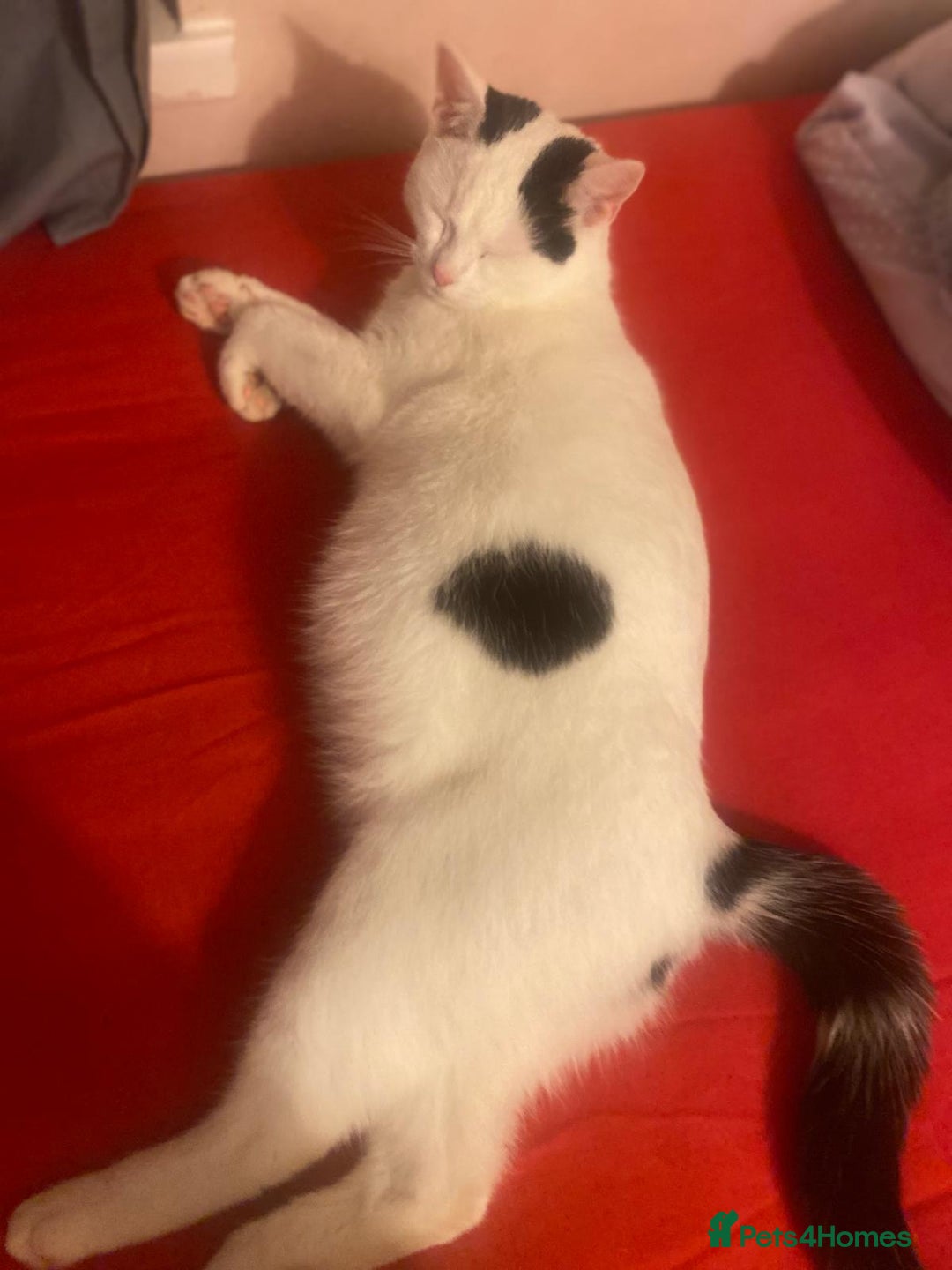 Mixed Breed cats for sale: Beautiful kittens ready now - Advert 6