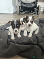 Mixed Breed dogs Small and cute jack Russell girl - Advert 10