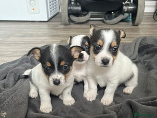 Mixed Breed dogs Beautiful small jack Russel puppies - Advert 6