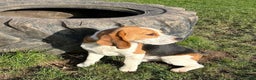 Beagle dogs for sale: 8 month old sweet natured  - Advert 3
