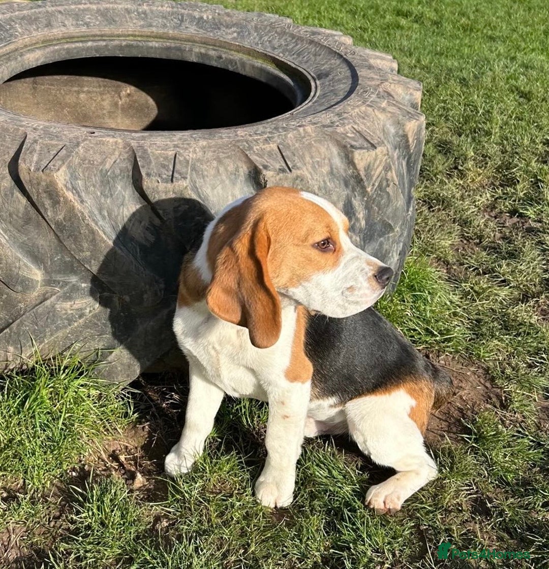 Beagle dogs for sale: 8 month old sweet natured  - Advert 3