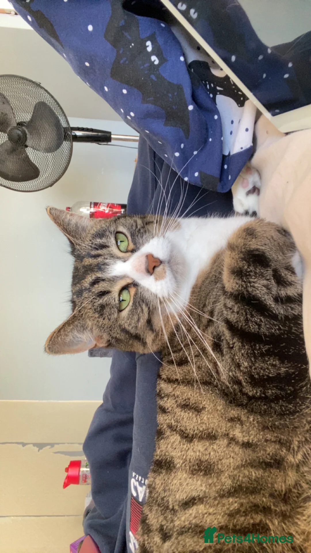 Mixed Breed cats for sale: 3 lovely gentle cats for rehoming.  - Advert 2