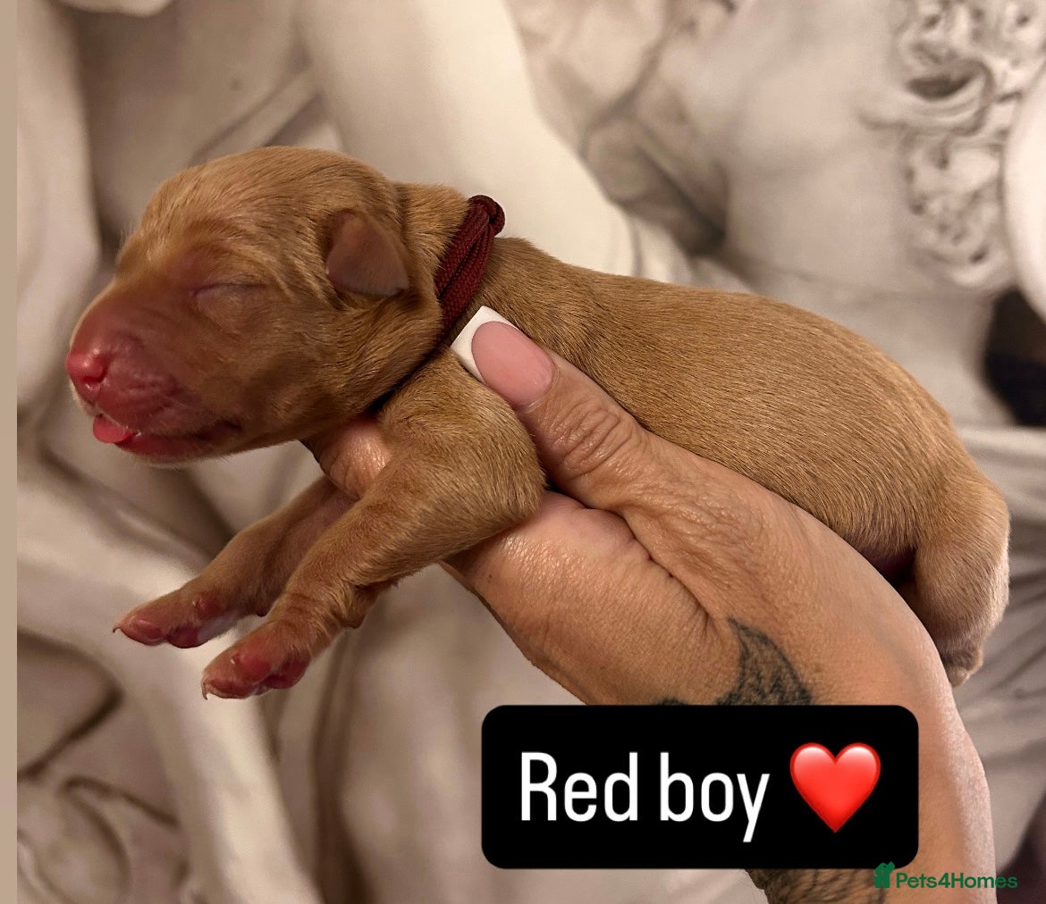 Labrador Retriever dogs for sale: Follow your pups journey from birth ❤️ - Advert 3