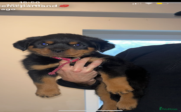 Rottweiler dogs - Advert 1