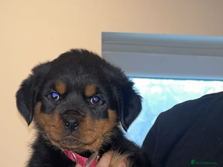 Rottweiler dogs champion bloodline full German pedigree pups - Advert 14