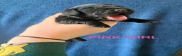 Cocker Spaniel dogs for sale: Stunning KC Cocker Spaniel Puppies - Advert 3