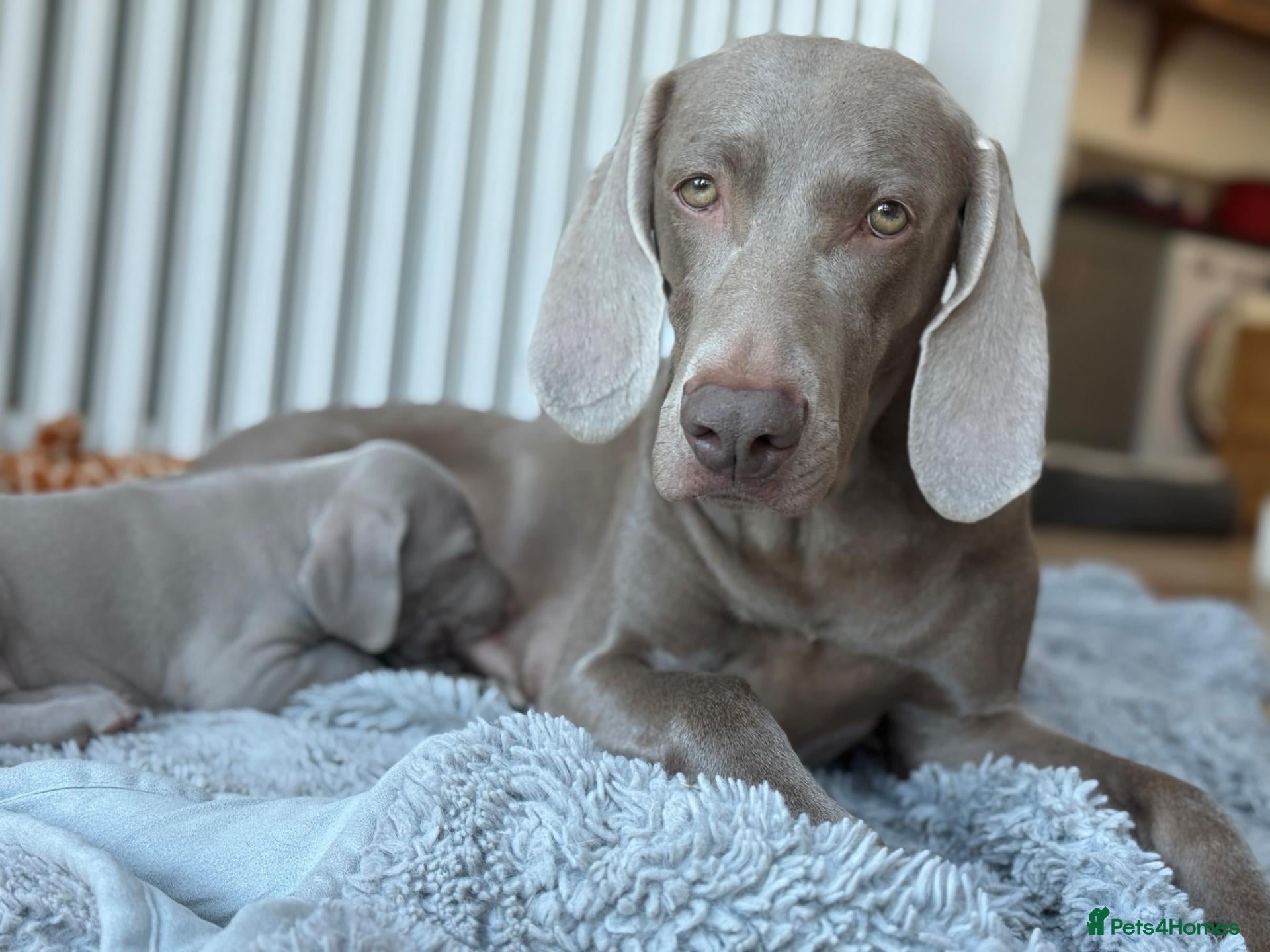 Weimaraner dogs Weimaraner Pups-Excellent Bloodlines & Temperament - Advert 1