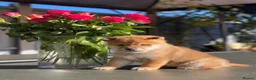 Japanese Shiba Inu dogs for sale: Clear DNA red Shiba Inu puppy champion parents - Advert 2