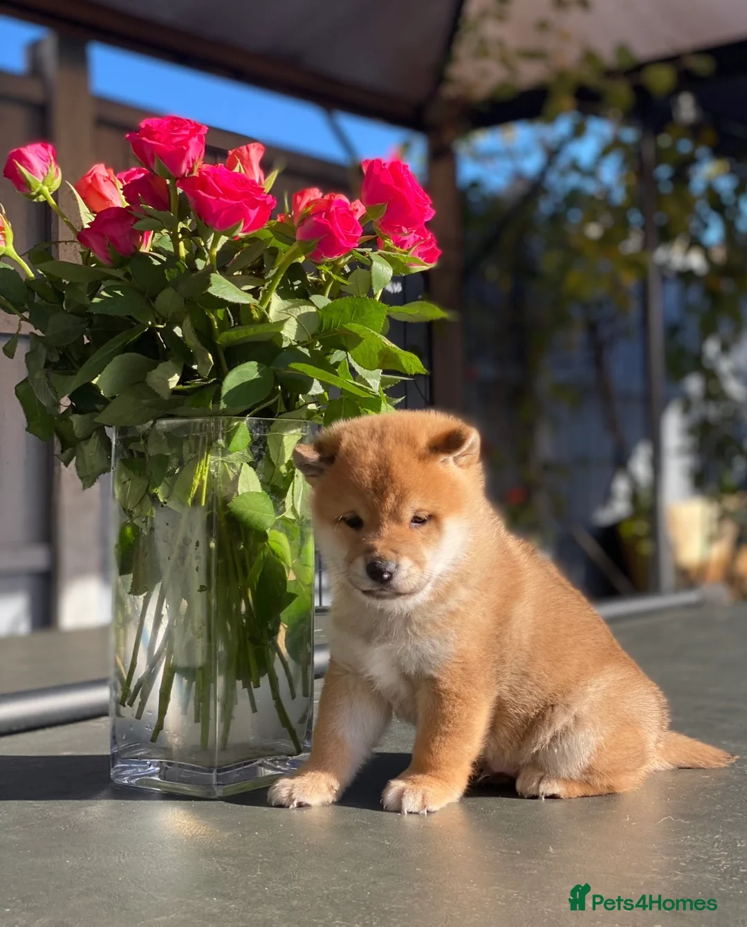 Japanese Shiba Inu dogs for sale: Clear DNA red Shiba Inu puppy champion parents - Advert 2