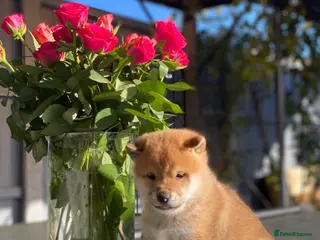 Japanese Shiba Inu dogs Clear DNA red Shiba Inu puppy champion parents - Advert 1