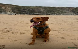 Labrador Retriever dogs for sale: FOX RED LABRADORS OUTSTANDING HEALTH 280 PLUS DNA - Image 23