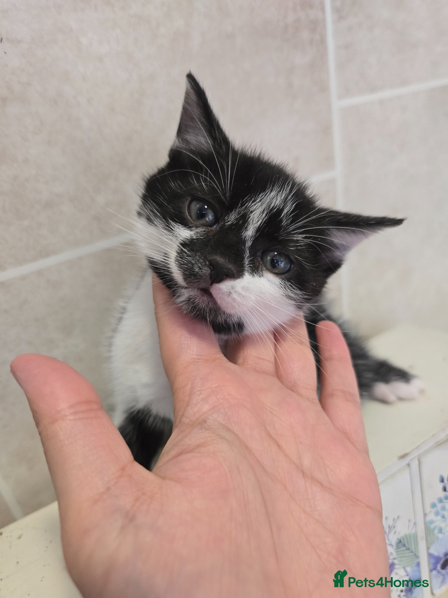 Bengal cats Bengal cross kittens for sale - Advert 5