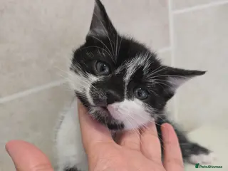 Bengal cats Bengal cross kittens for sale - Advert 5