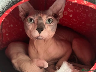 Sphynx cats in Wirral - Advert 14