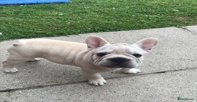 French Bulldog dogs in Liverpool - Advert 7