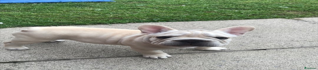 French Bulldog Puppy 6