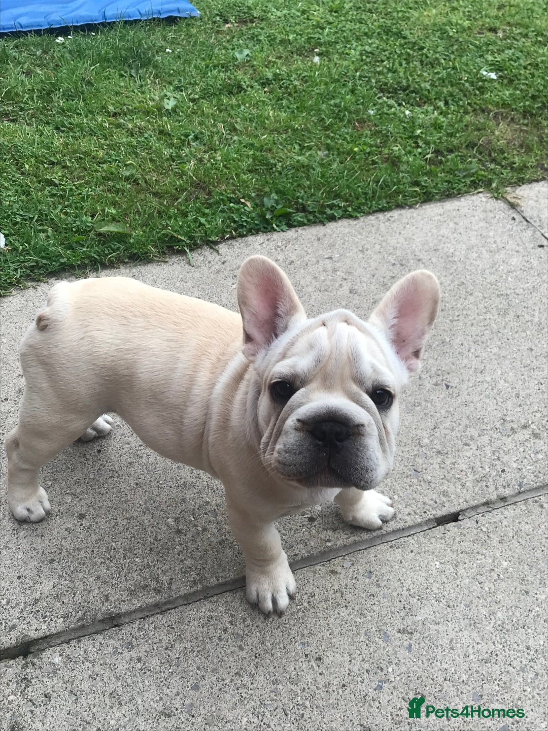 French Bulldog dogs for sale:  Price drop ⭐️French bulldogs from £1350  to £1500 in Liverpool - Image 6