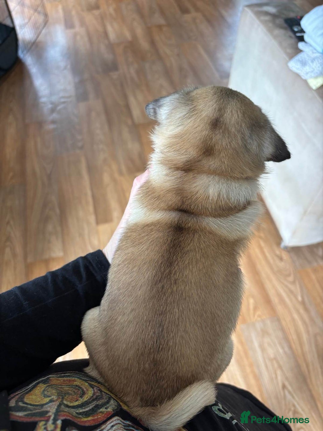 Pug dogs for sale: pugs, 3 fawn left - Image 1