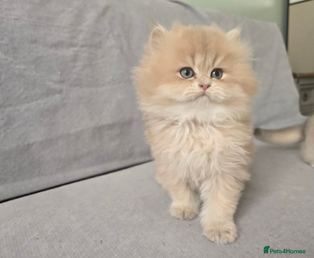 British Shorthair cats for sale: Pedigree golden British shorthair and longhair  - Advert 4