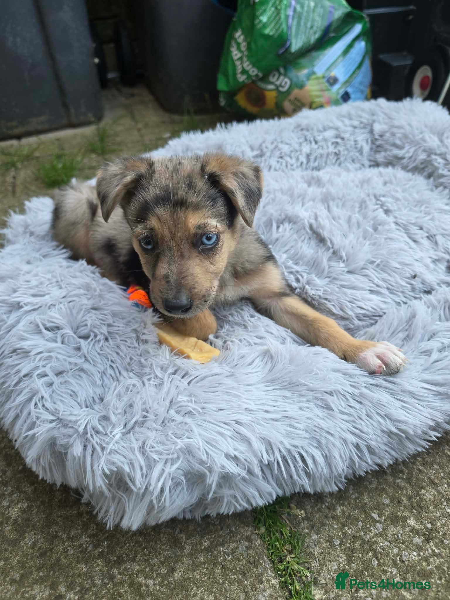 Mixed Breed dogs Rehoming our beautiful boy - Advert 1