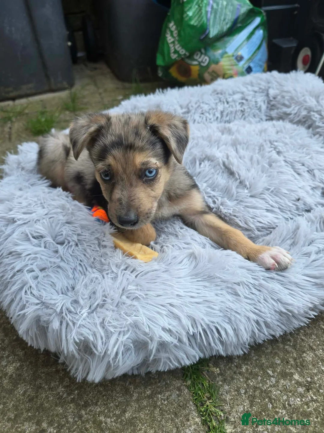 Mixed Breed dogs for sale: Rehoming our beautiful boy - Advert 1
