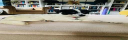 Mixed Breed dogs for adoption: Lilly -Milton Keynes  in Milton Keynes - Advert 8